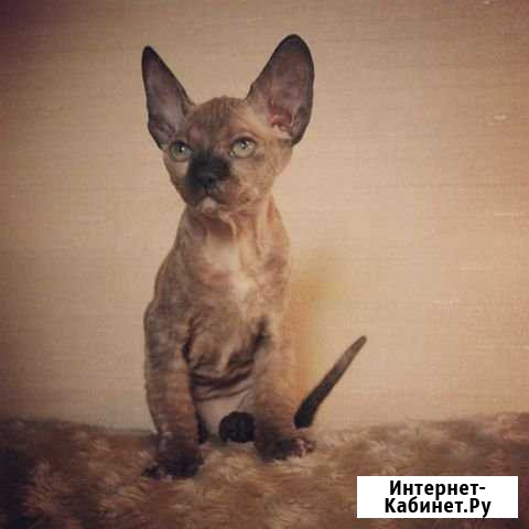 Девочка донской сфинкс Королев - изображение 1