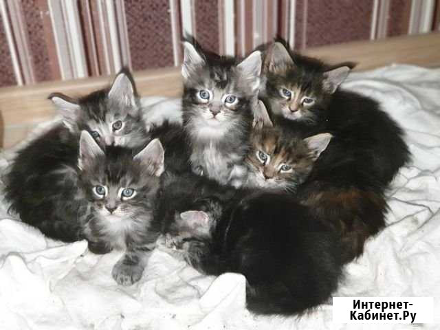 Котята мейн-кун Орёл - изображение 1