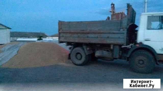 Пшеница мягкая Бреды - изображение 1