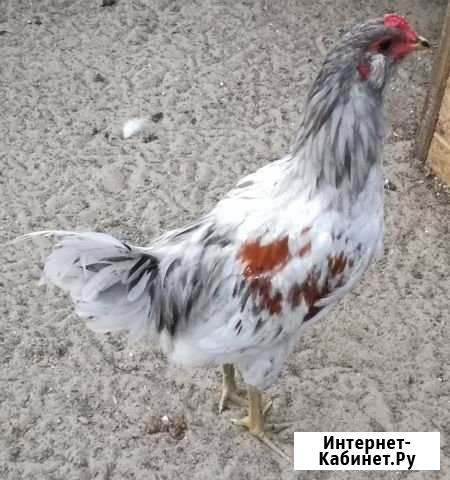 Петух Амераукана Дзержинск - изображение 1