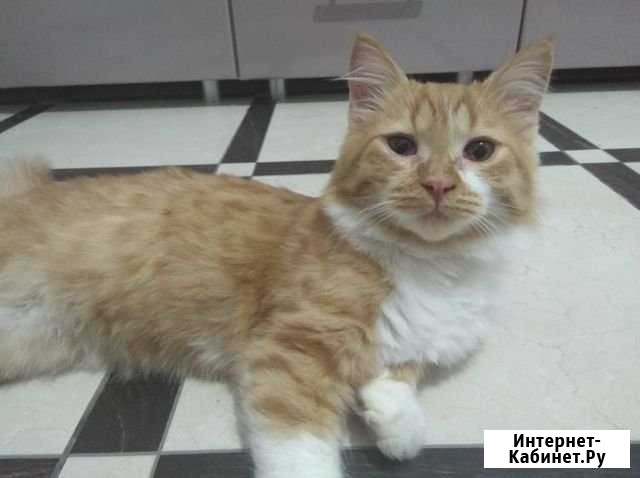 Котик Иноземцево кп - изображение 1