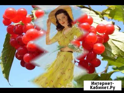 Калина-красная саженцы.Малина поменяю Щерб/Домод Воскресенское - изображение 1