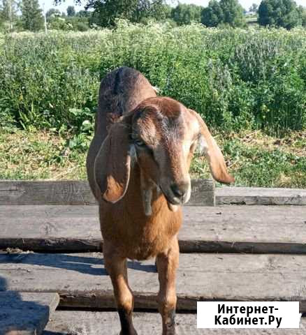 Козочки. Козёл производитель Белово - изображение 1