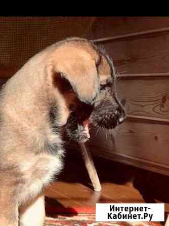 Щенок от домашней собаки Красноярск