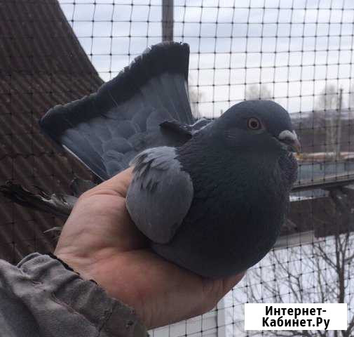 Голуби разных пород Лебяжье - изображение 1