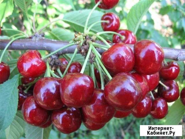Саженцы Россошь - изображение 1