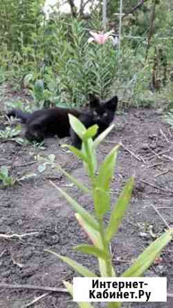 Котик Мичуринск