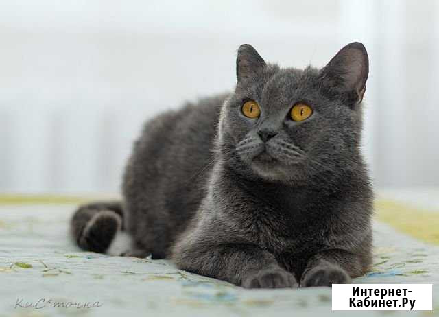 Шикарная Венера ищет самый лучший дом Новосибирск - изображение 1