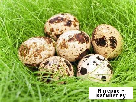 Яйца перепелиные Подстепки - изображение 1
