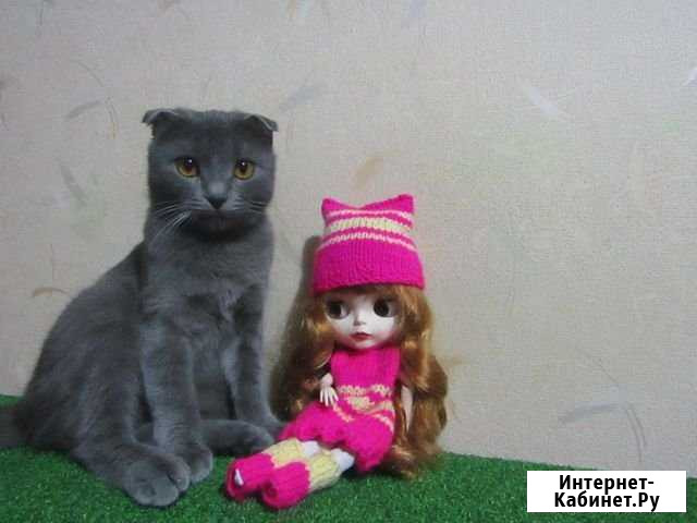 Вислоухая кошечка в дар Оренбург - изображение 1