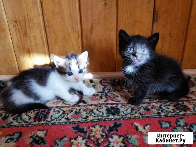 Хорошие котята (девочки) ищут друзей Химки - изображение 1