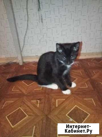 Котятя Лесколово - изображение 1