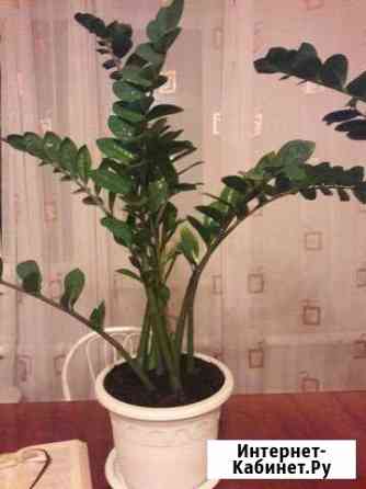 Замиокулькас Новосибирск