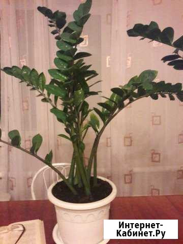 Замиокулькас Новосибирск - изображение 1