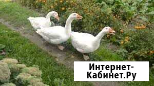 Гуси Шербакуль - изображение 1