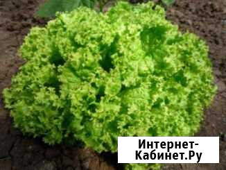 Салат Лолло Бионда Холмская - изображение 1