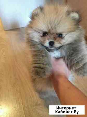 Много разных пород Владимир