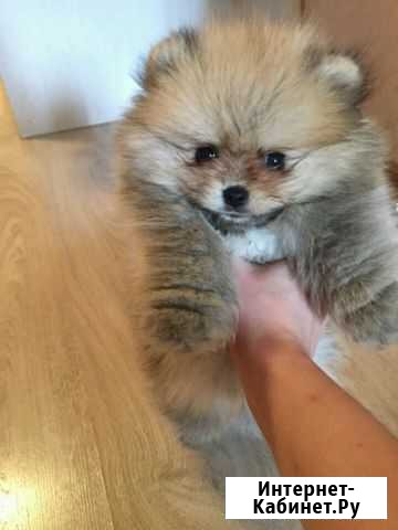 Много разных пород Владимир - изображение 1