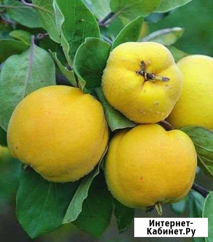 Айва Миллерово - изображение 1