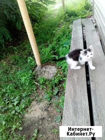 Котик Сызрань - изображение 1
