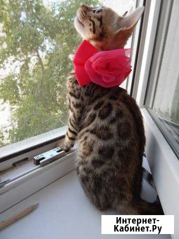 Котята Озерск - изображение 1