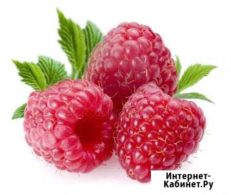 Малина Тищенское - изображение 1