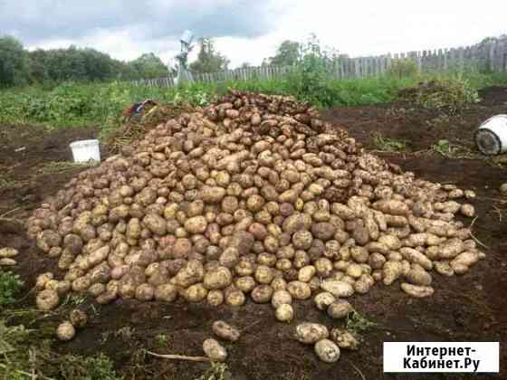 Картошка свежая Рязань