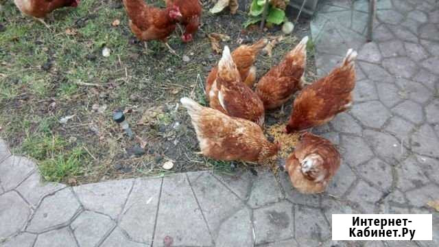 Курицы несушки Омск - изображение 1