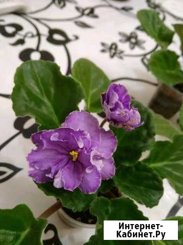 Фиалки махровые Нижний Новгород - изображение 1