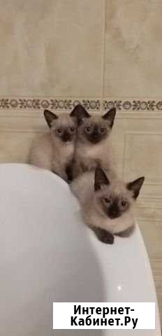Котята Златоуст - изображение 1