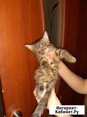 Котенок Шуя - изображение 1