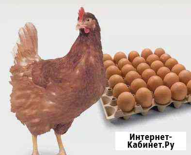 Ломан Браун Сызрань