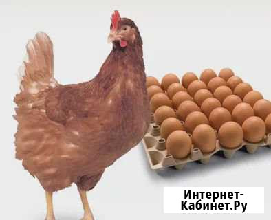 Ломан Браун Сызрань - изображение 1