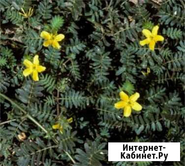 Tribylys terestris Покровское - изображение 1
