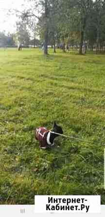 Куртка для маленькой собаки Мурино