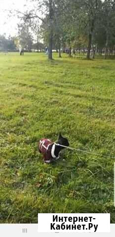 Куртка для маленькой собаки Мурино - изображение 1