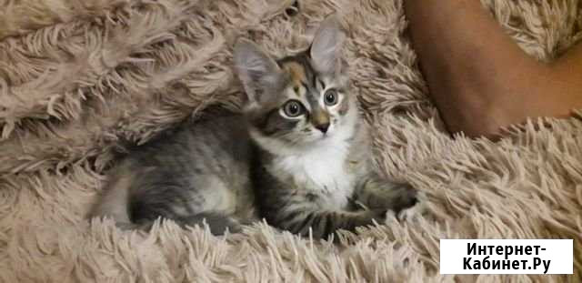 Котята в хорошие руки Куйбышев - изображение 1