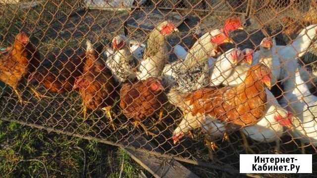 Петухи молодые 5 мес Старый Оскол - изображение 1