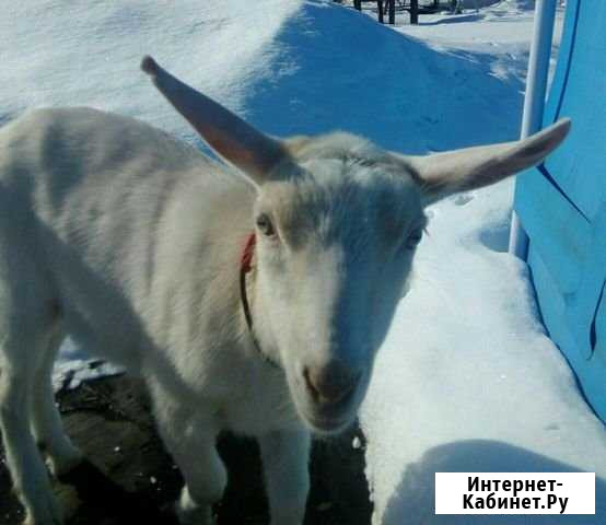 Козы Плавск - изображение 1