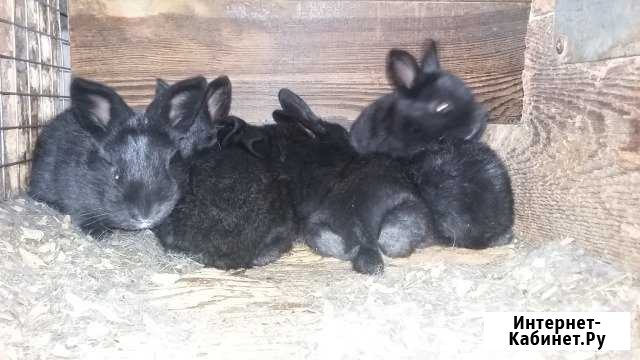 Продам молодых крольчат Красноярск - изображение 1
