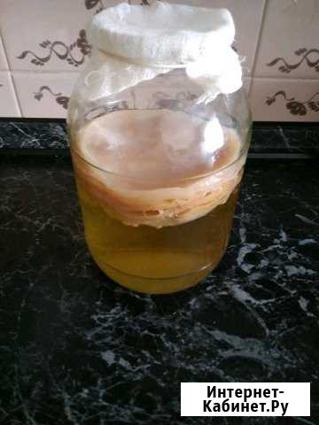 Чайный гриб Нижний Новгород - изображение 1