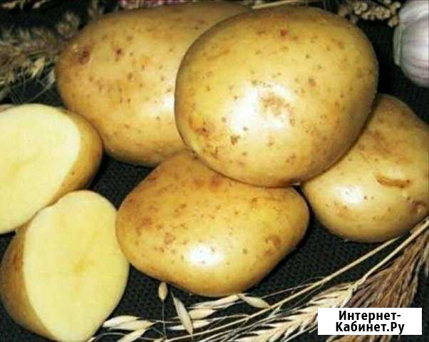 Картофель домашний, тыквы, кабачки, морковь, свёкл Иркутск - изображение 1