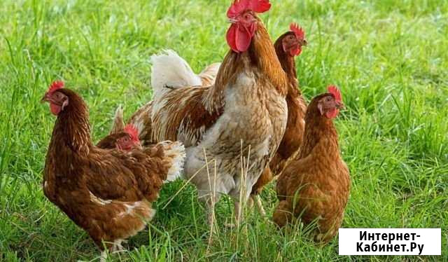Продам кур пород Ломан Браун и Леггорн Ухта - изображение 1