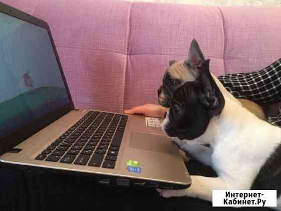 Шикарные французские бульдоги Тверь