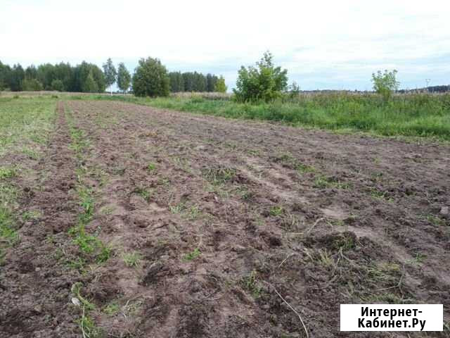 Картофель Йошкар-Ола - изображение 1