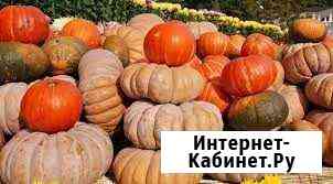 Тыква Нижнекамск