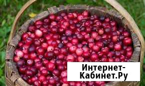 Клюква Череповец - изображение 1