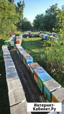 Пыльца пчелинная цветочная 2019 Самара