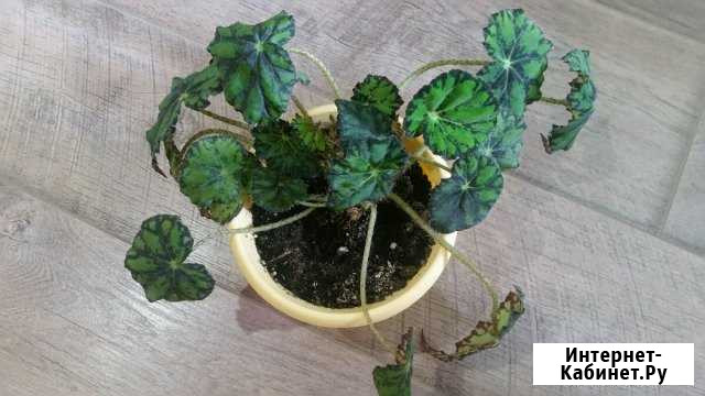 Комнатный цветок бегония Киров - изображение 1