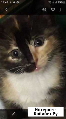 Котенок Нижний Тагил - изображение 1